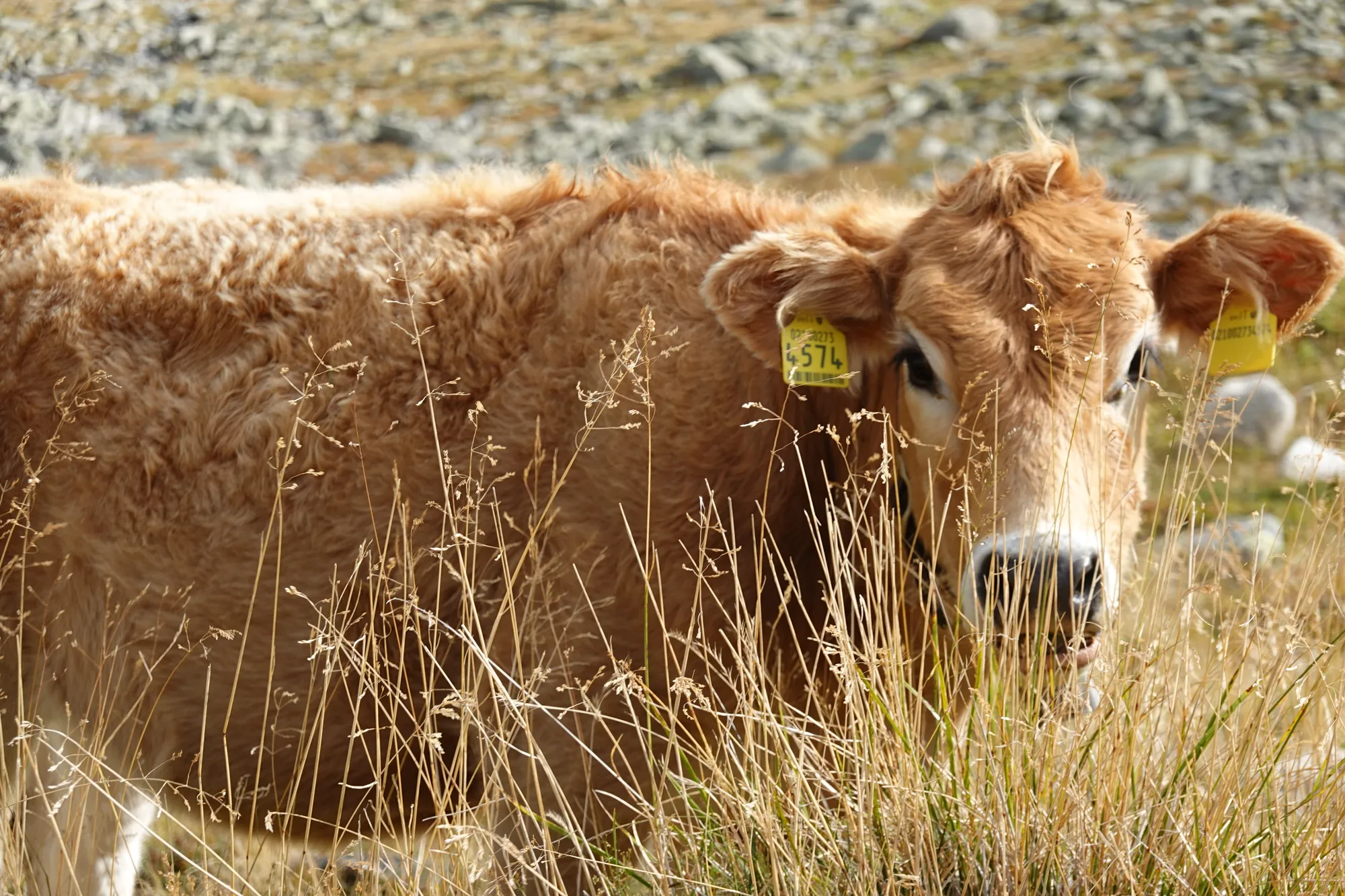 Curious brown calf in tall grass
