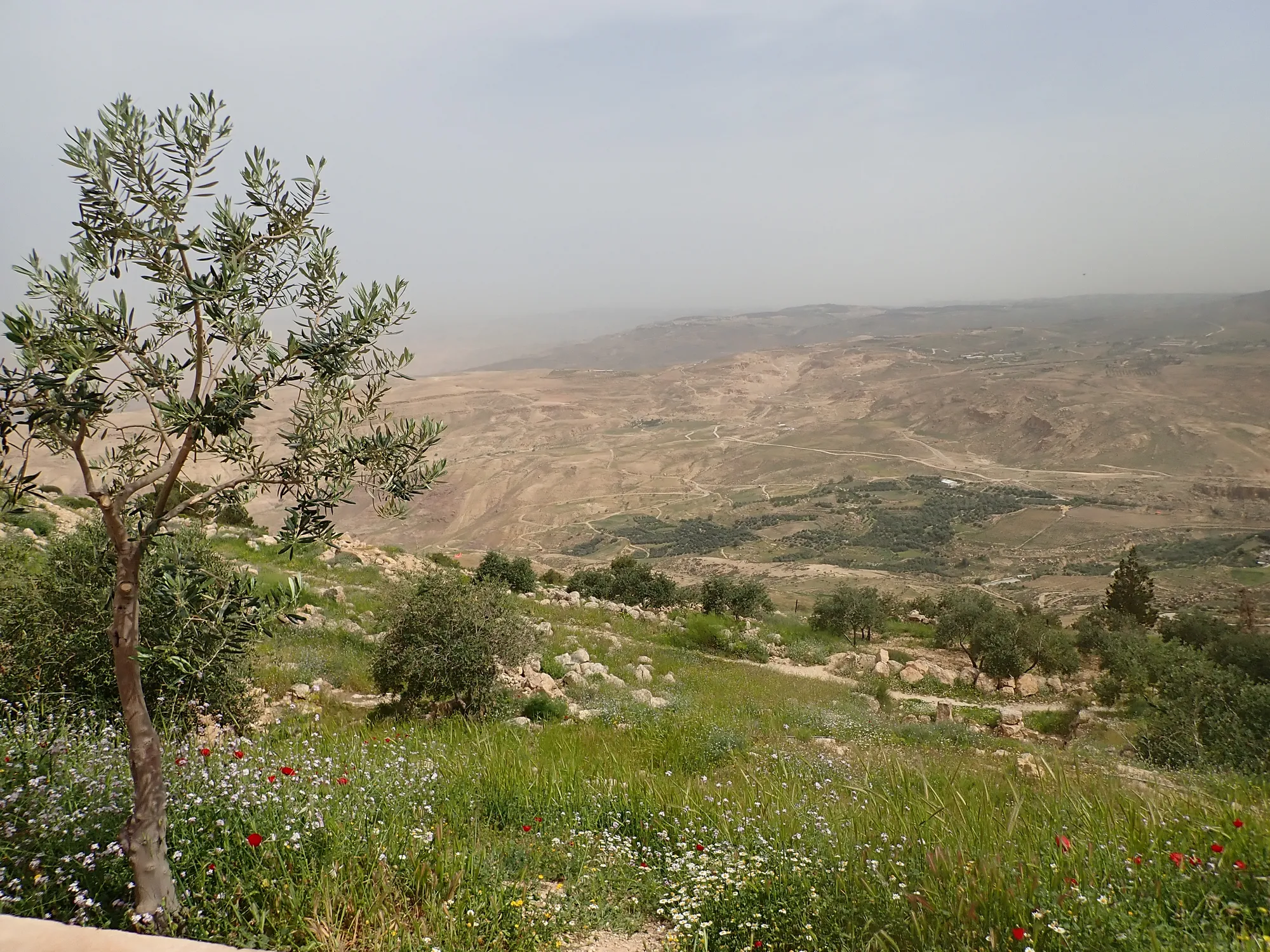 Olive tree and a view across the green hills around Madaba