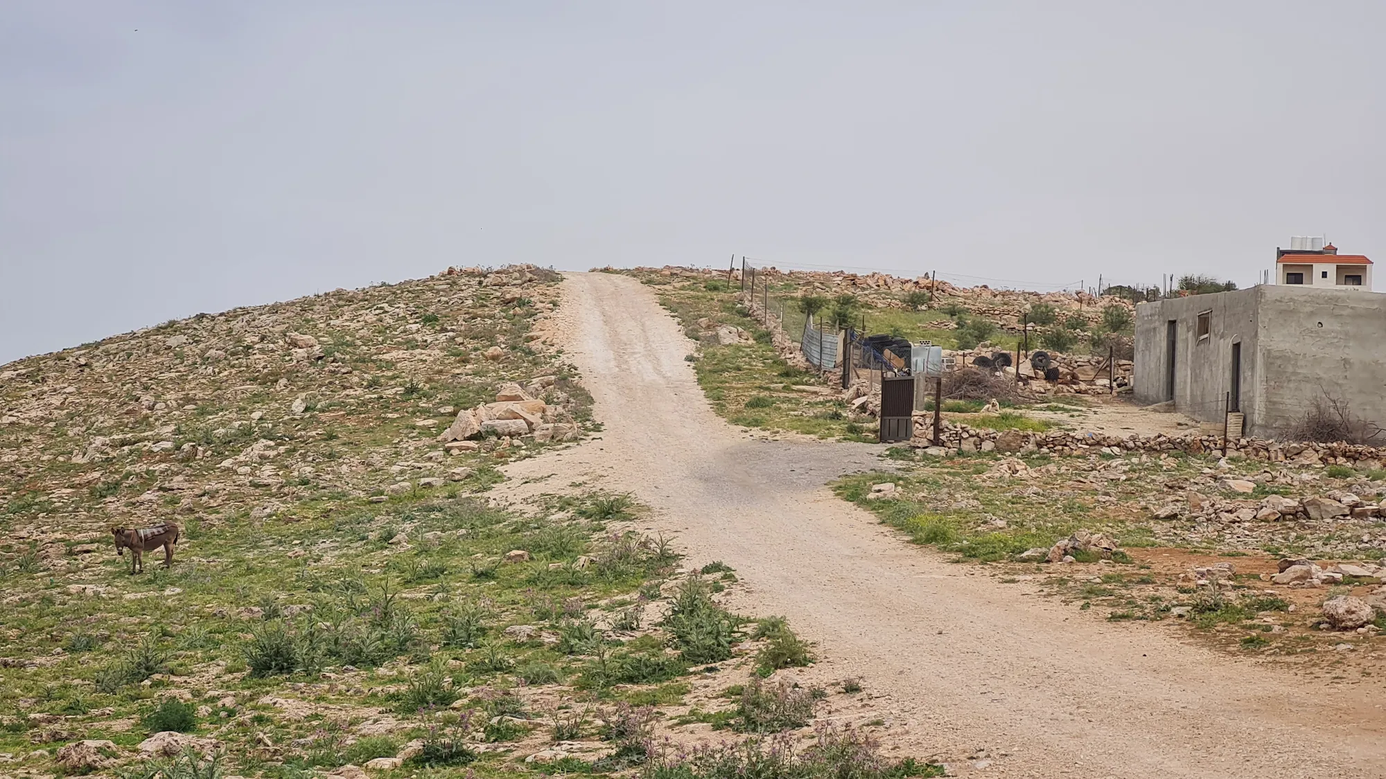 Gravel track between simple houses, a goat at the side