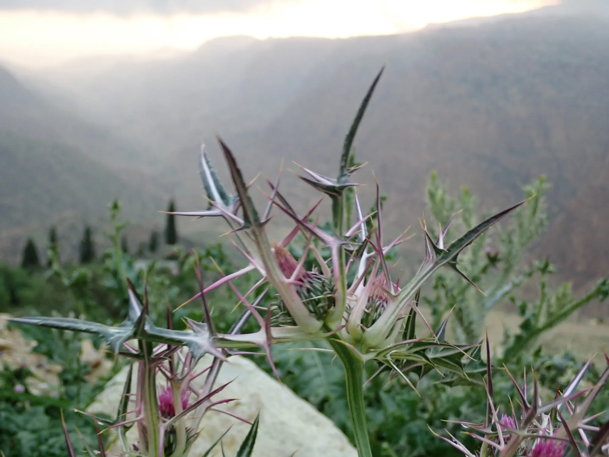 Thistle in front of misty mountains in the Dana reserve