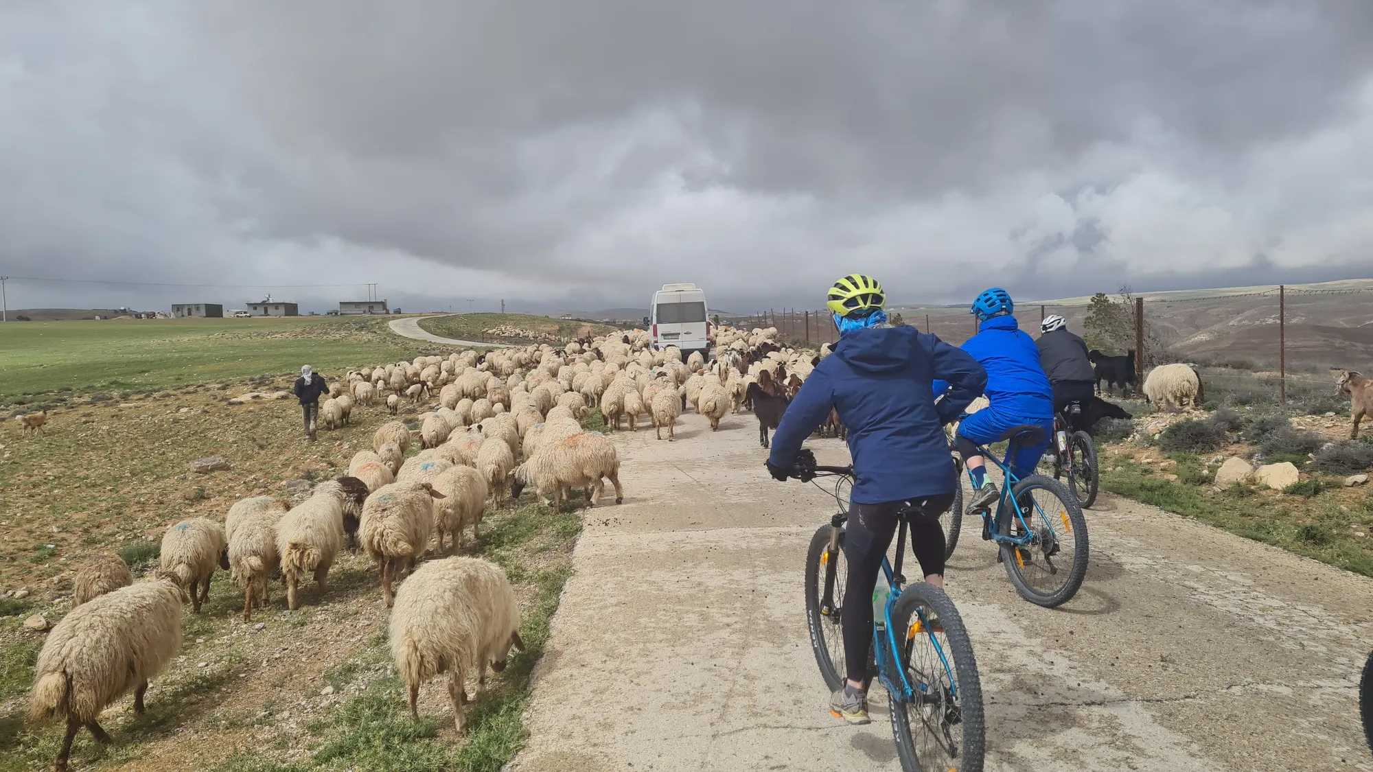 Flock of sheep on the road, two cyclists in the middle