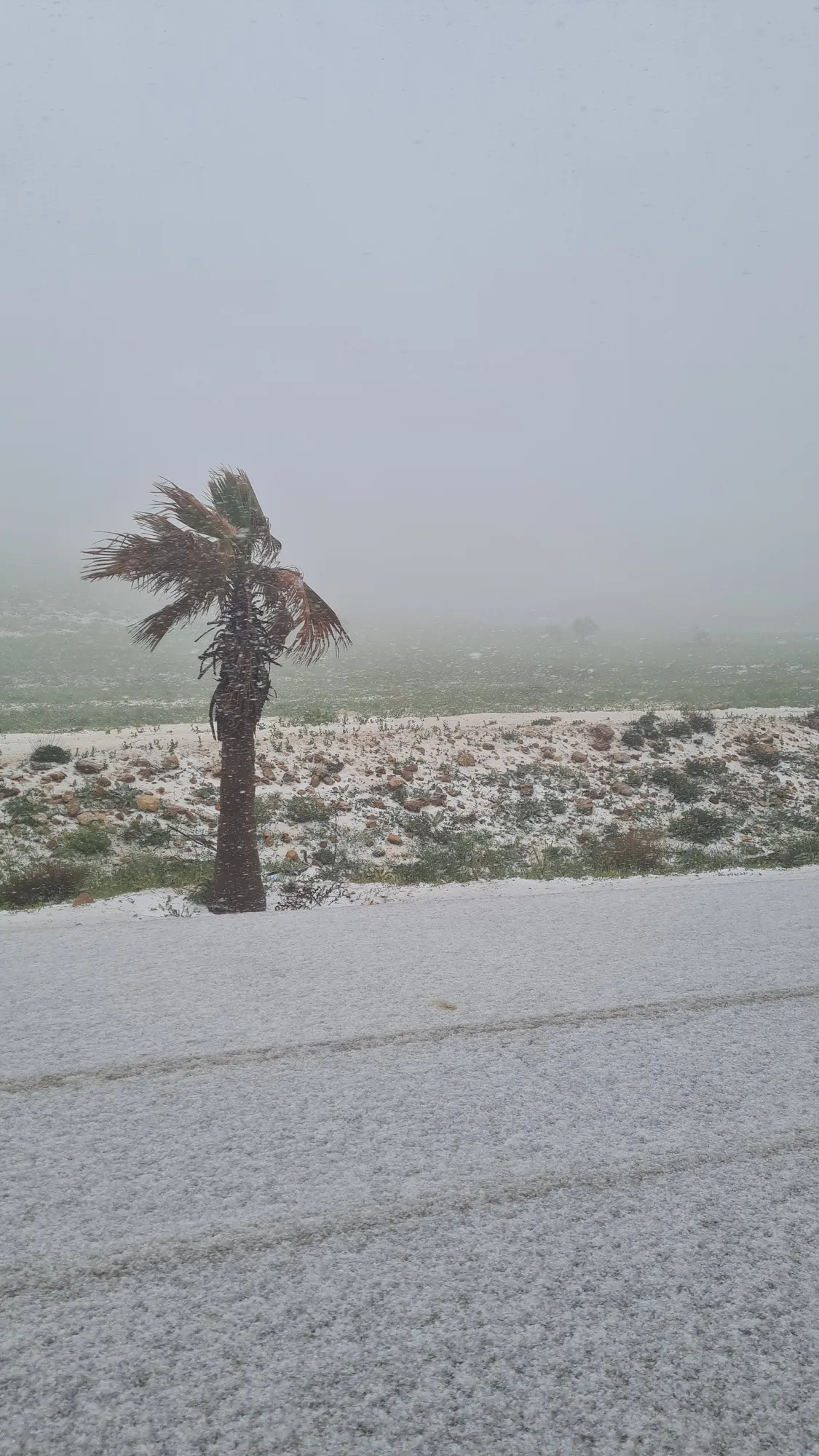 Hail covering the ground under a palm tree