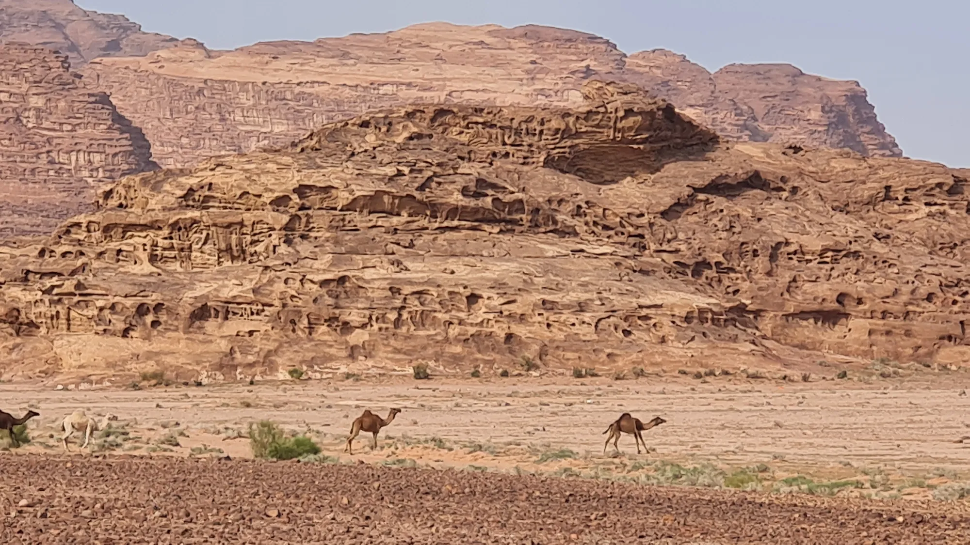 Camels in front of the rock formations of Wadi Rum