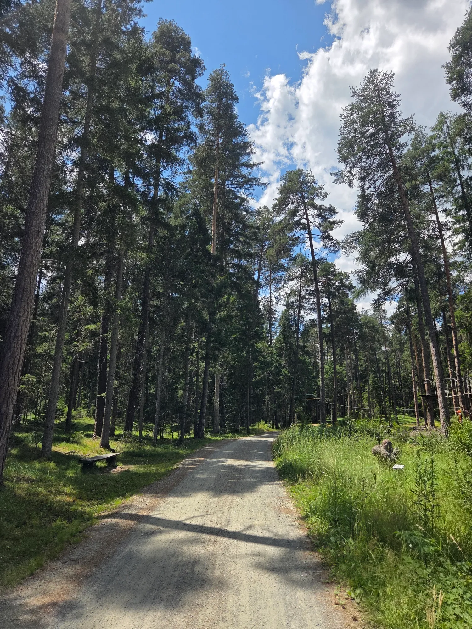 Gravel track through open pine forest in the Engadin