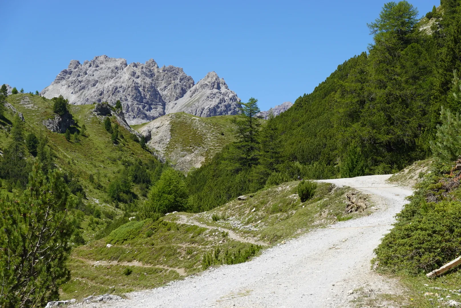 Gravel road winding through larches into Val Mora, pale limestone peaks behind