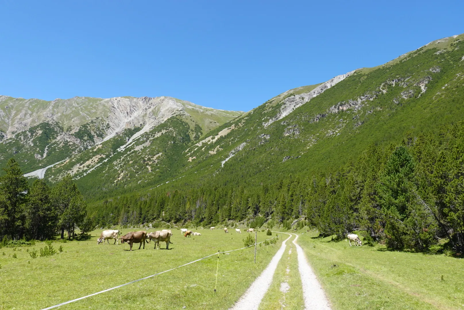 Horses grazing beside the gravel track on the valley floor