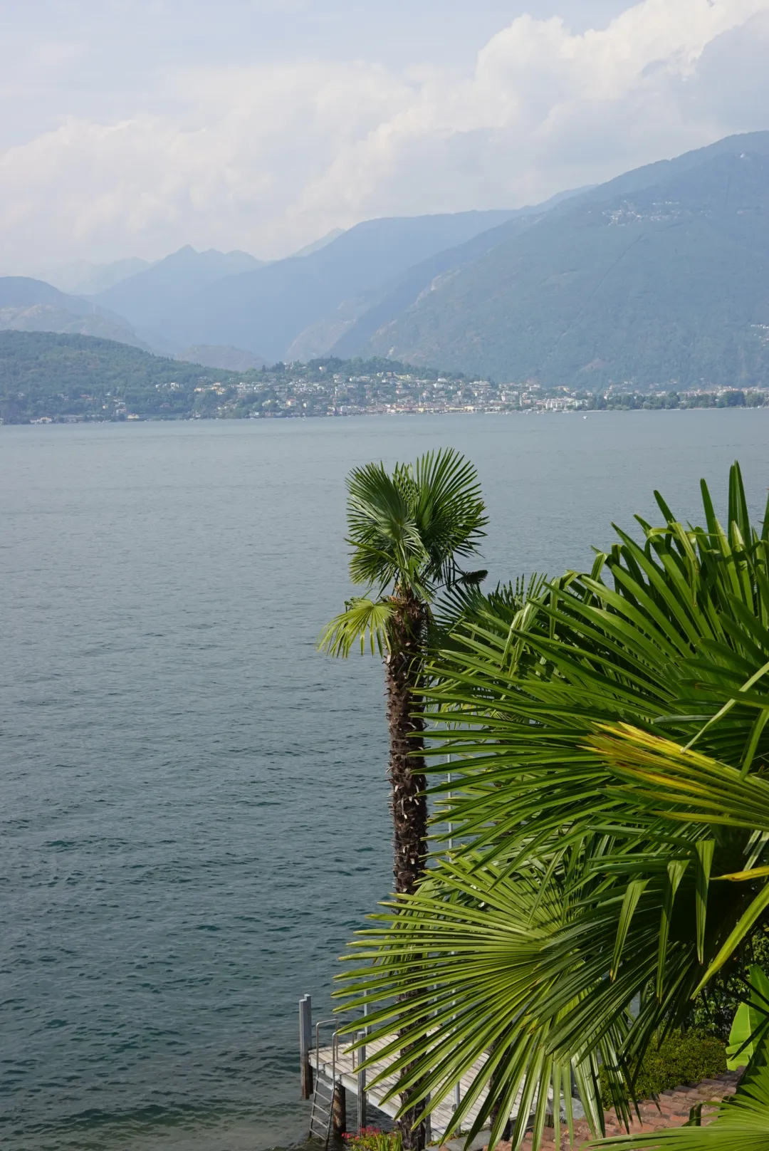 View of Lago Maggiore with palm trees in the foreground