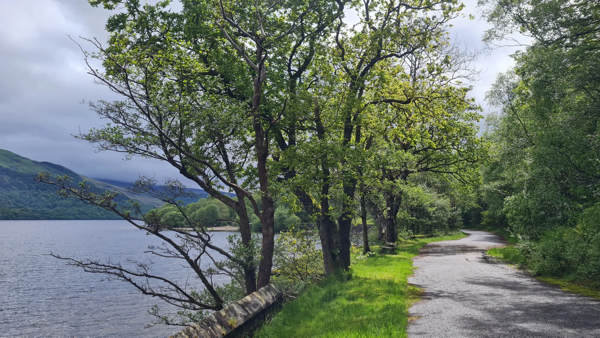 Cycle path under trees on the shore of Loch Lomond