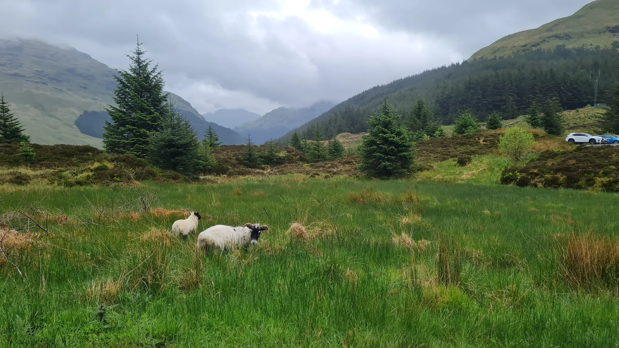 Black-faced sheep in a meadow in front of cloud-covered mountains