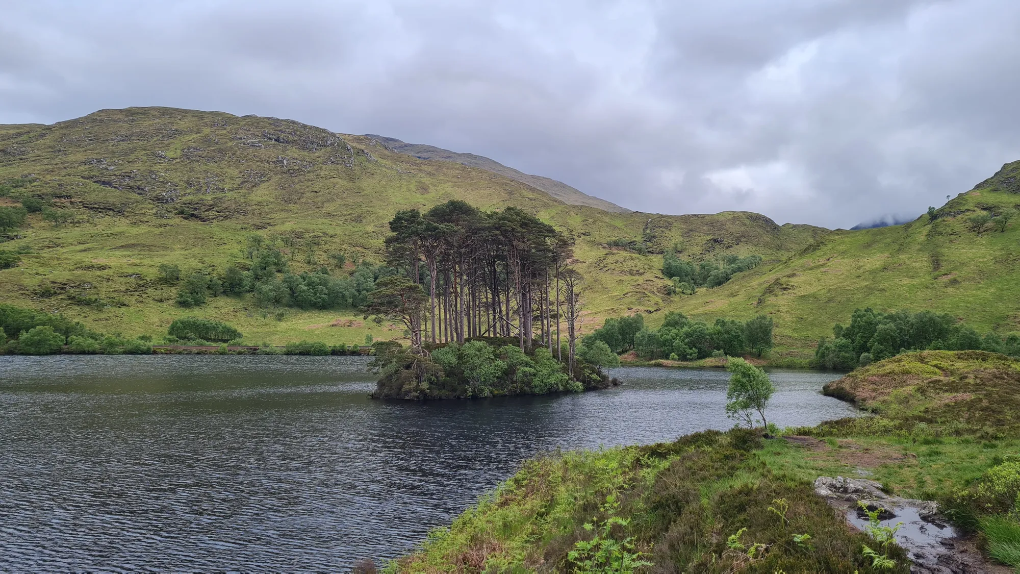 Small island with pine trees in Loch Eilt