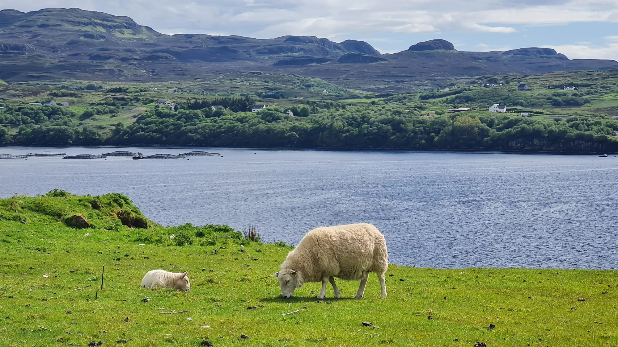 Ewe and lamb in the grass by a loch on Skye