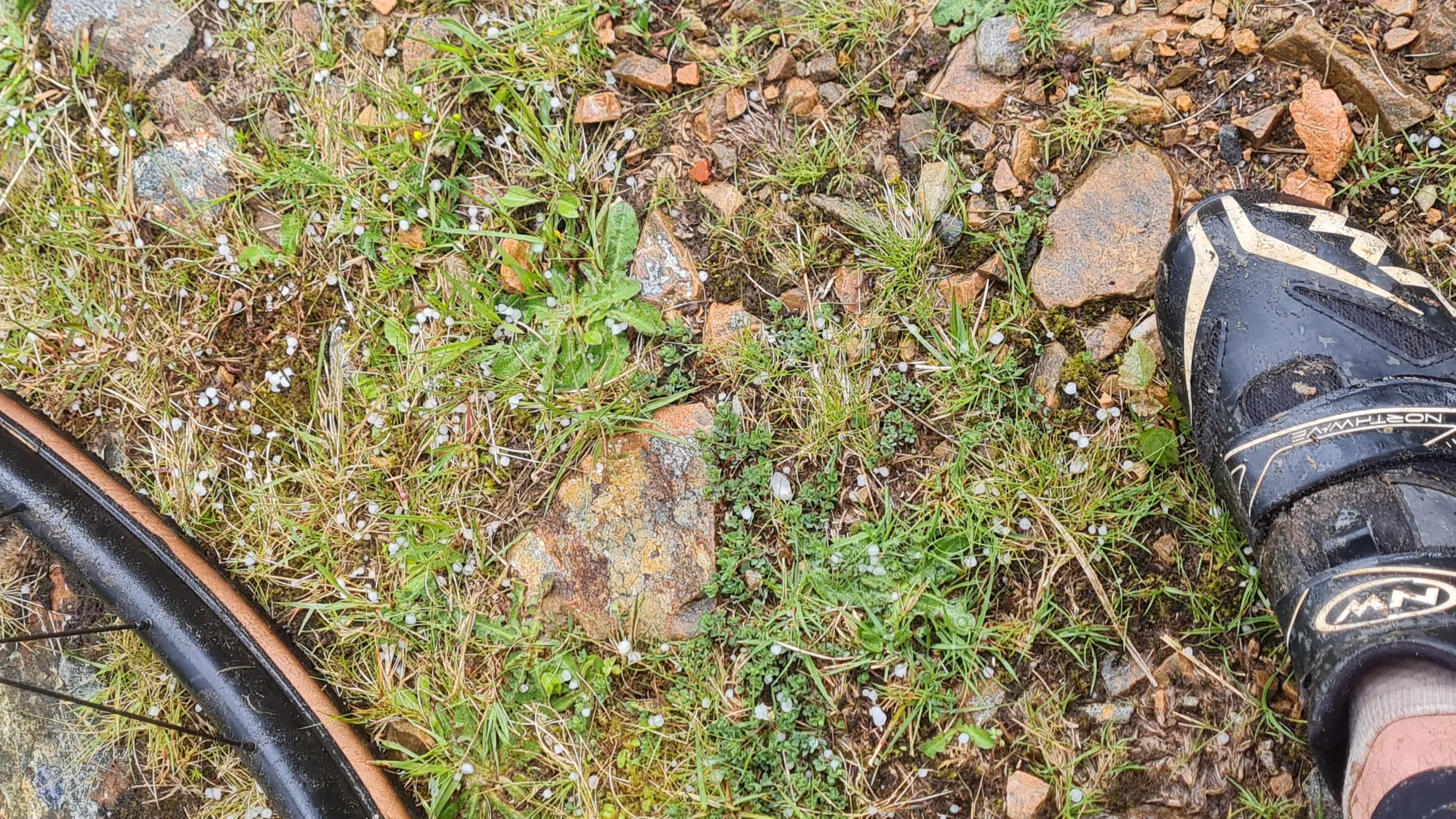 A wet, muddy cycling shoe in the grass