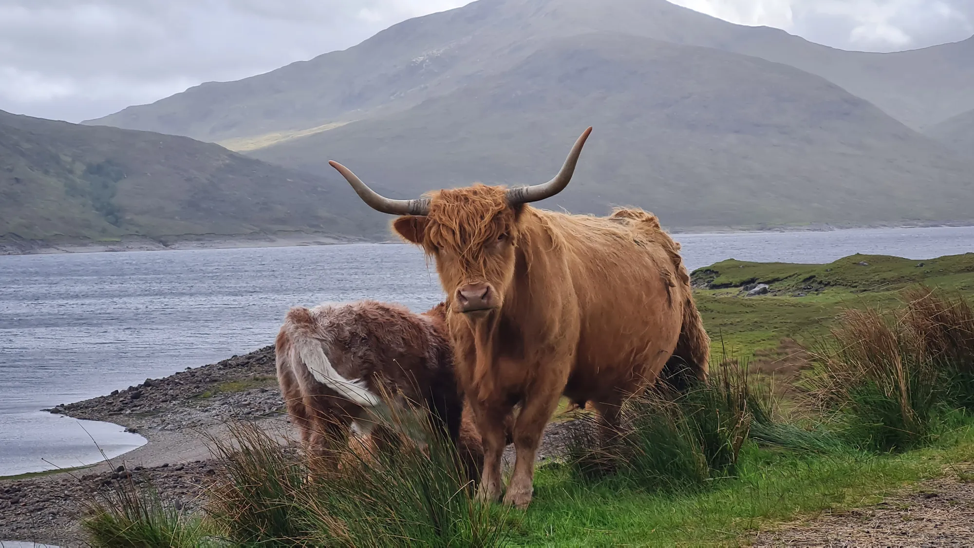 Highland cow with calf on the shore of a loch