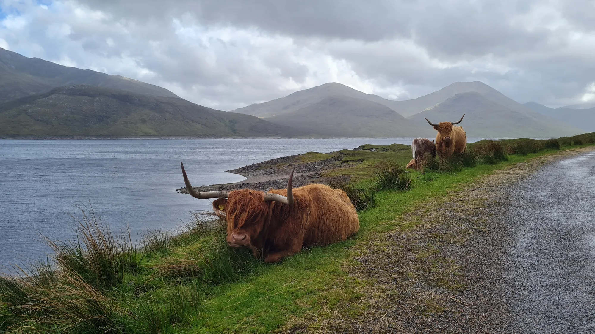 Highland cattle lying next to the road by the loch