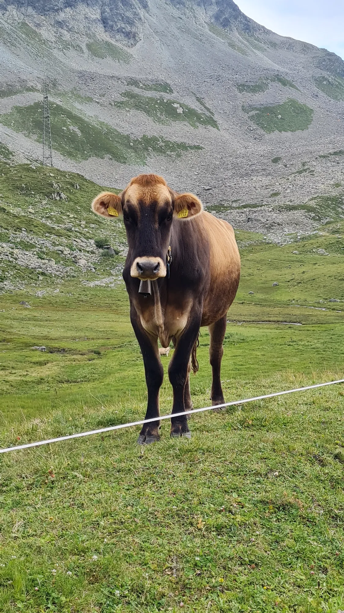 Curious cow by the road on the Julier