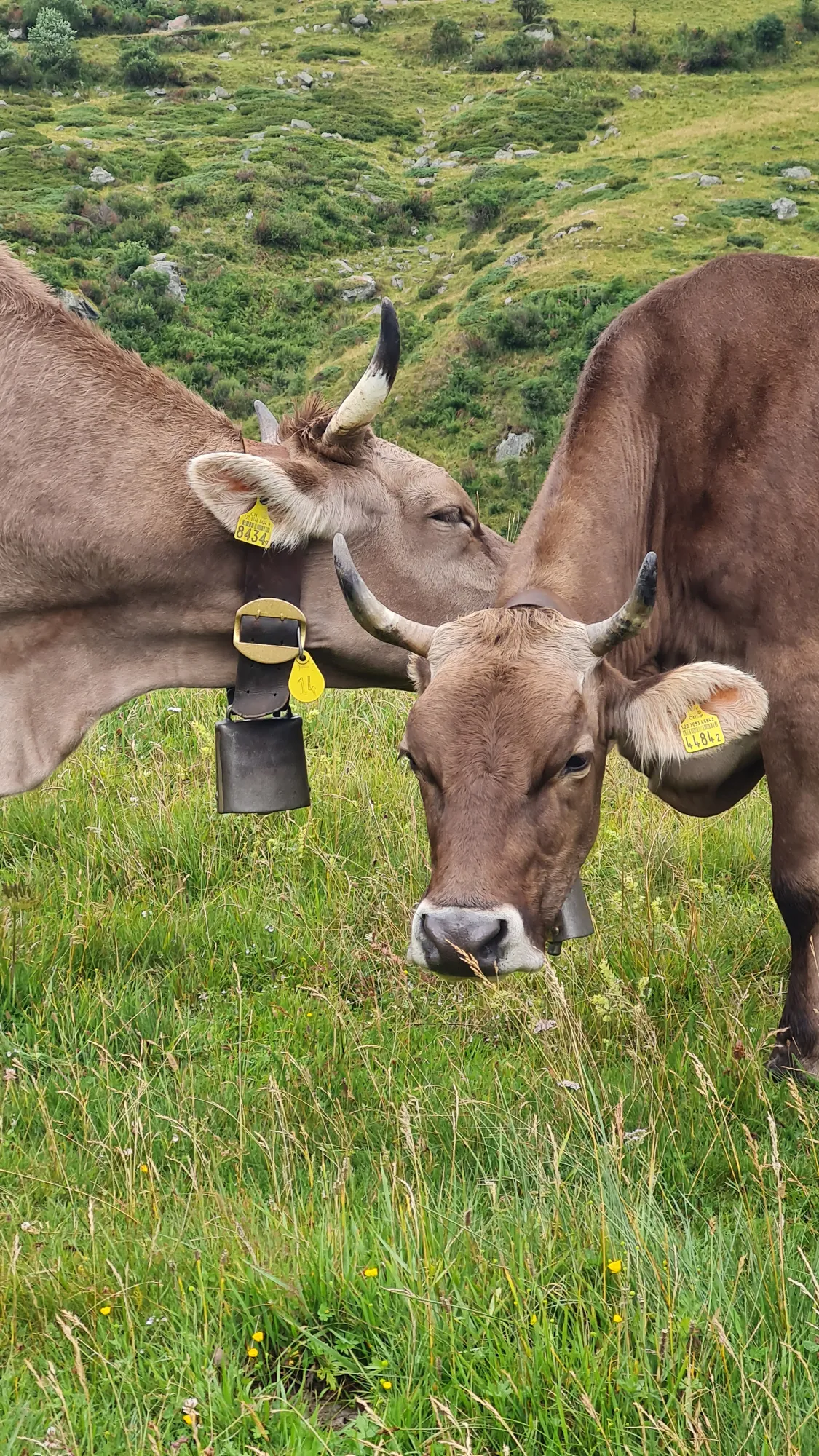 Two brown cows with bells in the pasture